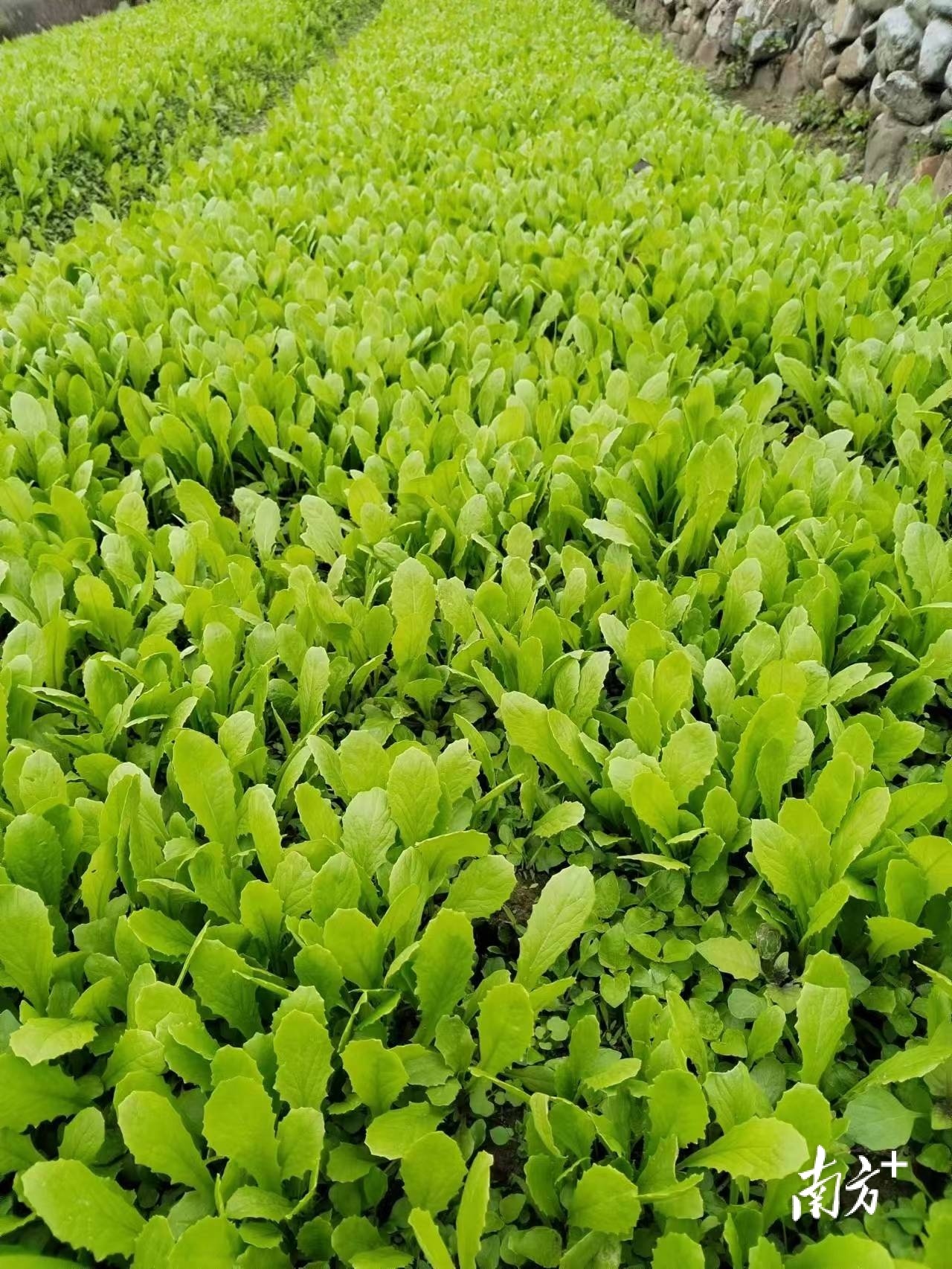 中山市绿澳现代农业有限公司种植基地的蔬菜。