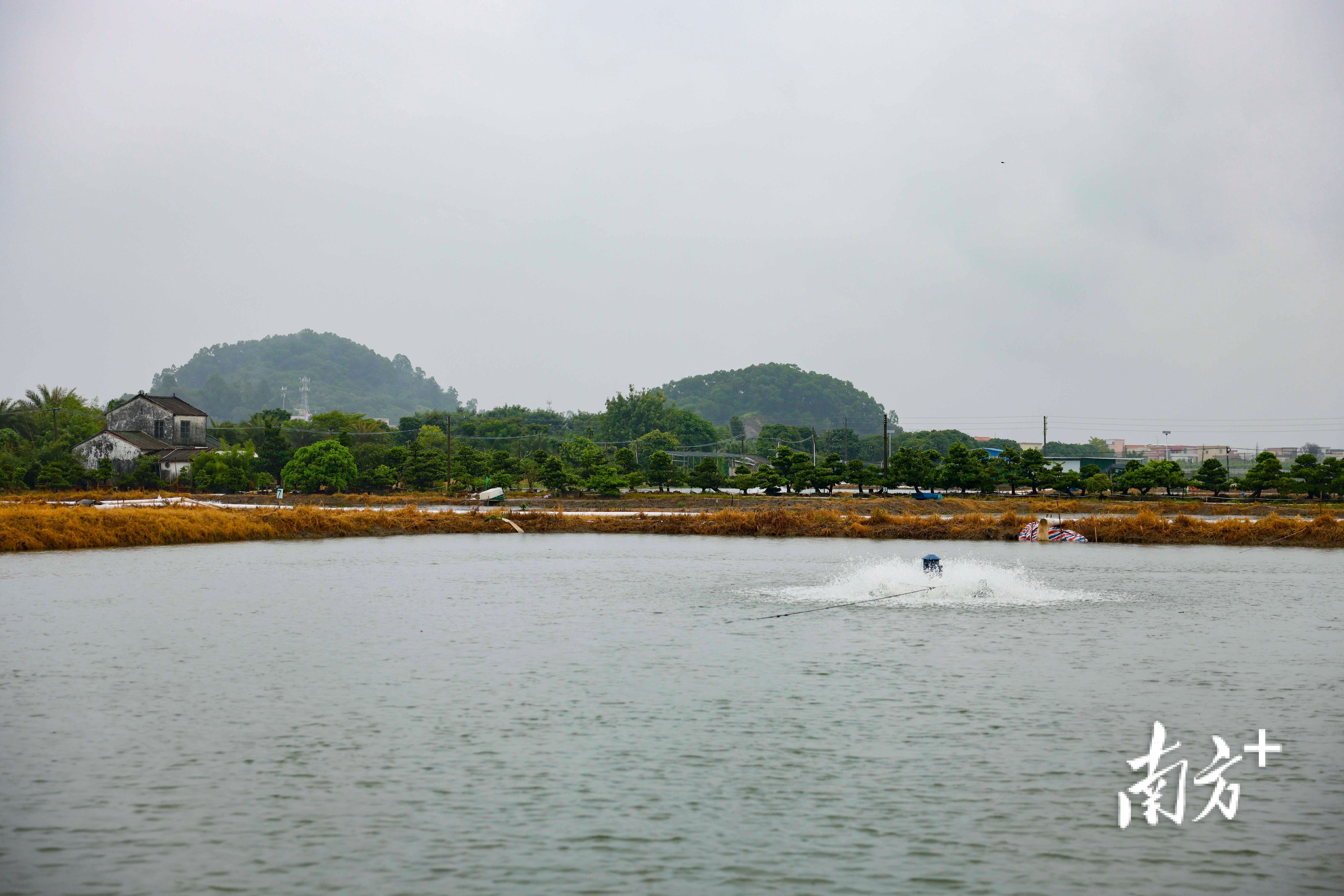 养殖户梁福明的鱼塘,主要养殖黑鱼。 南方+ 卢子衡 拍摄