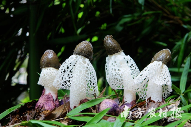 作为珍贵食用菌，竹荪已成为寻常百姓家的美味食材。