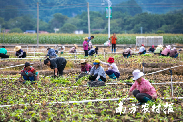 連州菜心是清遠(yuǎn)五大百億農(nóng)業(yè)產(chǎn)業(yè)之一,。2022年，清遠(yuǎn)全市連州菜心種植面積10.3萬(wàn)畝,，綜合產(chǎn)值13.05億元,，田頭采購(gòu)均價(jià)2.8元/斤，實(shí)現(xiàn)了量?jī)r(jià)齊升目標(biāo),。