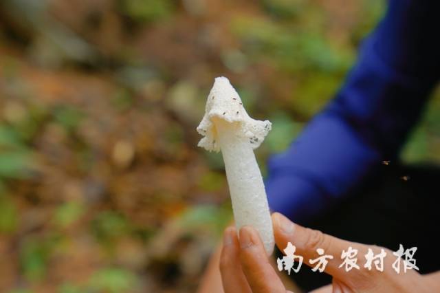 桃源村在龙头企业的带动下种植仿野生竹荪，发展食用菌产业。