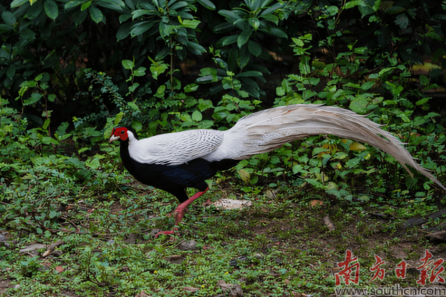 白鹇,国家二级重点保护野生动物.