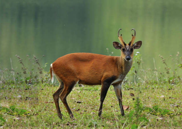 赤麂,国家二级重点保护野生动物.
