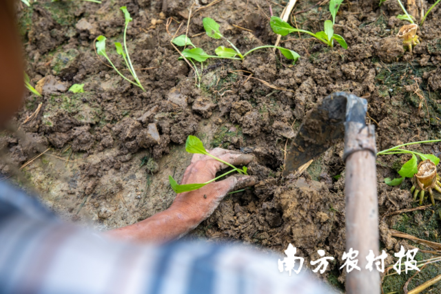 連州菜心基地內(nèi),，菜農(nóng)正將菜心苗移栽至田間。