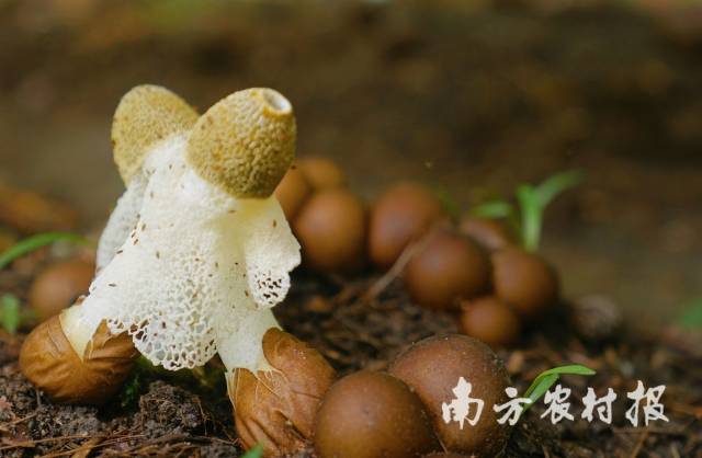 桃源村种植的竹荪