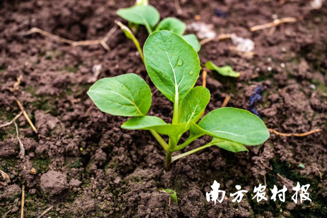 目前,，連州每天有300多名菜農(nóng)下田播種,，每天播種入土的連州菜心100多畝。