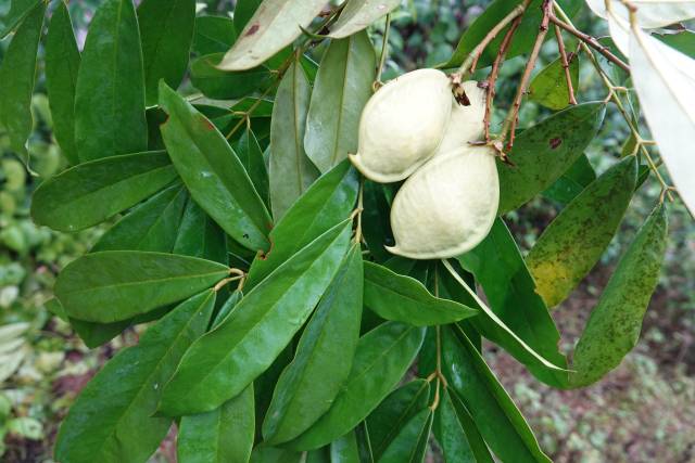 肥荚红豆,国家二级重点保护野生植物.