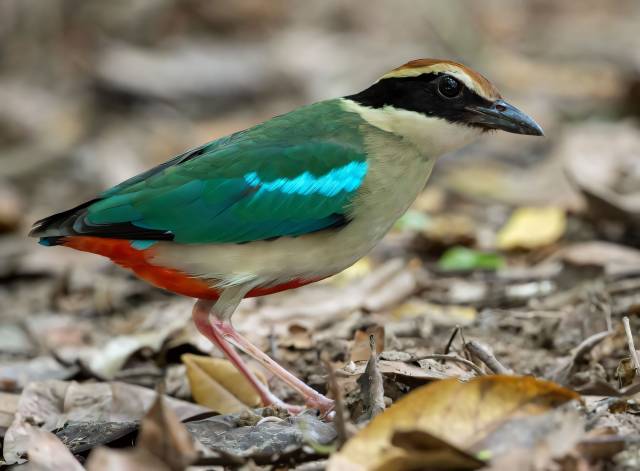 仙八色鸫,国家二级重点保护野生动物.