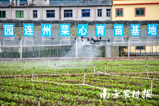 10月12日,，連州菜心啟動大播種,，機械化種植水平不斷提升，現(xiàn)代農(nóng)業(yè)產(chǎn)業(yè)體系逐步構(gòu)建,。