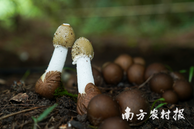 竹荪造福一方山民