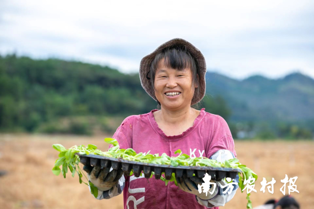 2023年,，清遠(yuǎn)將努力實(shí)現(xiàn)連州菜心種植面積16萬(wàn)畝、綜合產(chǎn)值超17億元的建設(shè)目標(biāo),，把連州菜心打造成為當(dāng)?shù)剞r(nóng)民增收的黃金葉,、致富菜。