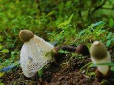 竹荪朵朵绽放桃花源，撑起村民“致富伞”| 绿美广东·生态优品⑧