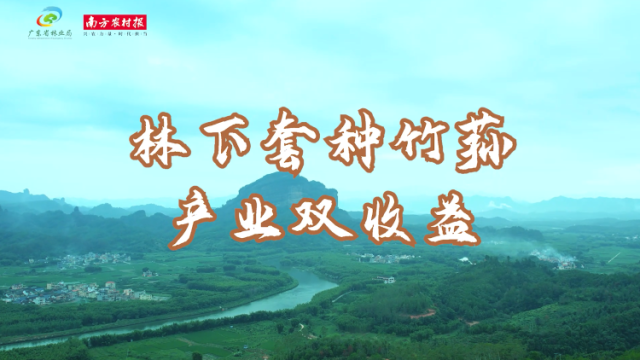 林下套种竹荪 产业双收益