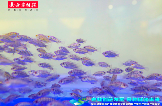 图为第三届中国水产种业展览会现场