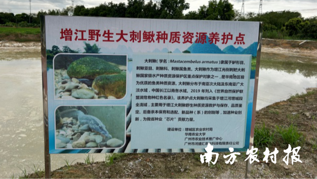 增江野生大刺鳅种质资源养护点