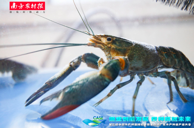 图为第三届中国水产种业展览会现场