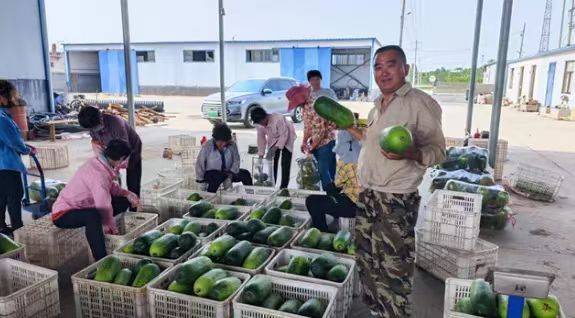 东平县某地收获的新鲜蔬果，分拣打包后销往全国各地。