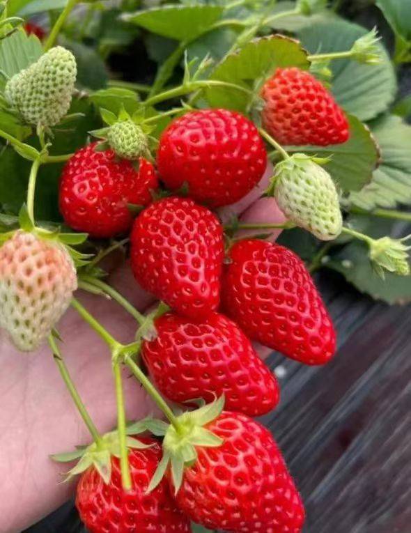 山东省泰安市东平县东平街道无盐村大棚内种植的草莓。