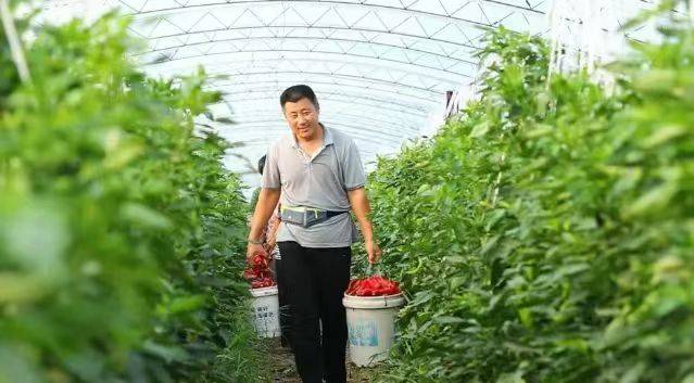 东平县沙河站镇的蔬菜种植户在采摘新鲜蔬果。