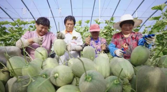 哈密瓜成为东平县梯门镇东瓦庄村的甜蜜产业。