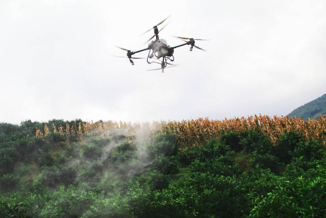 新平红祥水果种植基地内，植保无人机在田间作业。