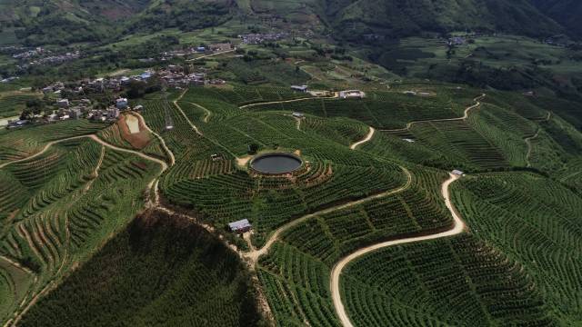 2012年以来，新平柑桔产业迅猛扩张。