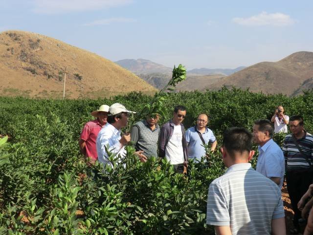 国家柑橘产业技术体系岗位专家彭抒昂教授在田间实地指导新平桔农种植。