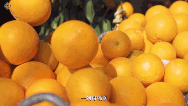 丰物广东 敢为人“鲜” 之柑橘篇