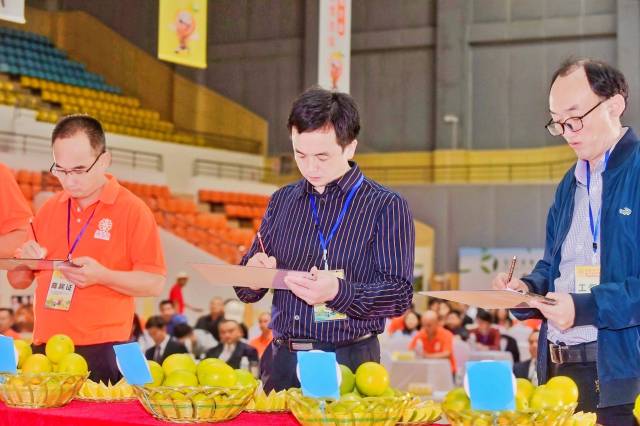 评委团为参赛柑桔打分。
