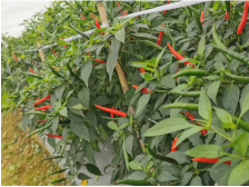 工行云浮分行：“三优”促“三农”，赋能乡村振兴 | 金融活水润泽“百千万工程”⑬