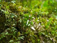 仿野生种丹霞石斛 韶关村民趟出一条致富路|绿美广东·生态优品 ⑨