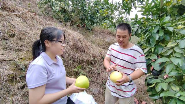 駐大麻鎮(zhèn)工作隊(duì)志愿者古雨嫻與果農(nóng)福子哥（劉向榮）了解柚子生長(zhǎng)情況。