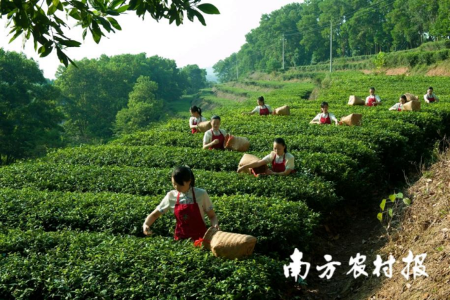 揭西縣茶葉企業(yè)聯(lián)農帶農增收致富