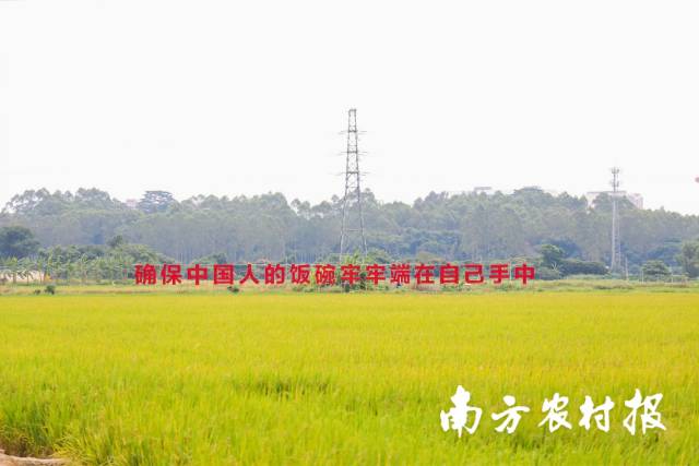 位于朱村街道的广州增城丝苗米稻田公园