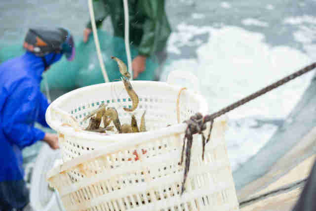 亩产万斤，鲜甜脆爽！吴阳状元脆虾喜获丰收