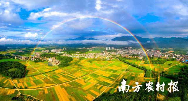 美丽的中国丝苗米之乡——广州增城