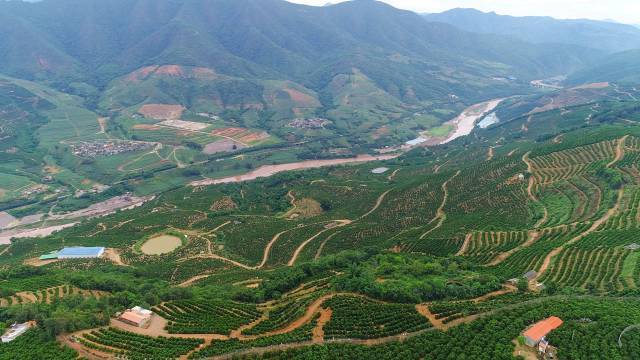 哀牢山下，红河谷畔，万亩桔园。