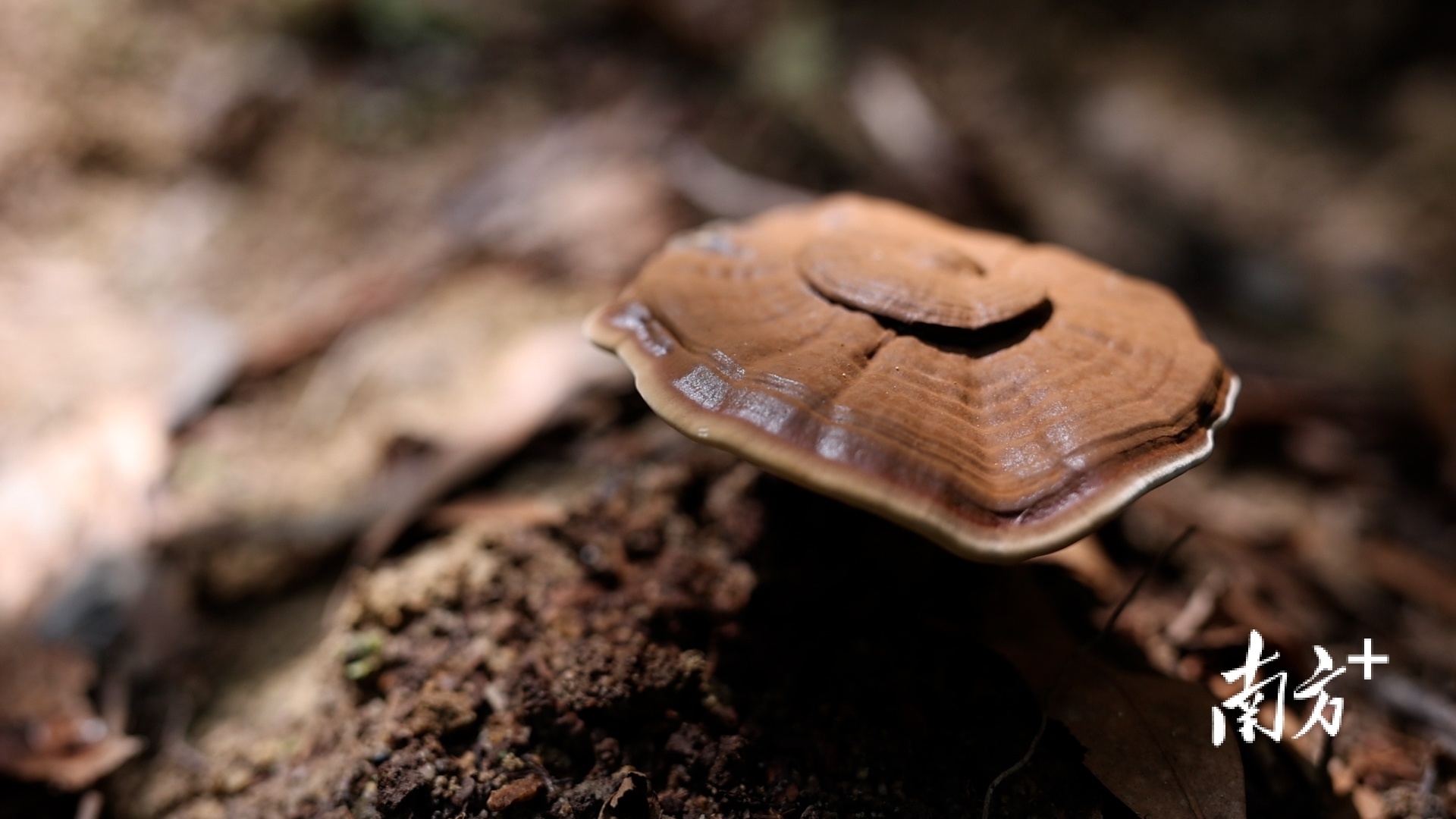 在林下种植的灵芝