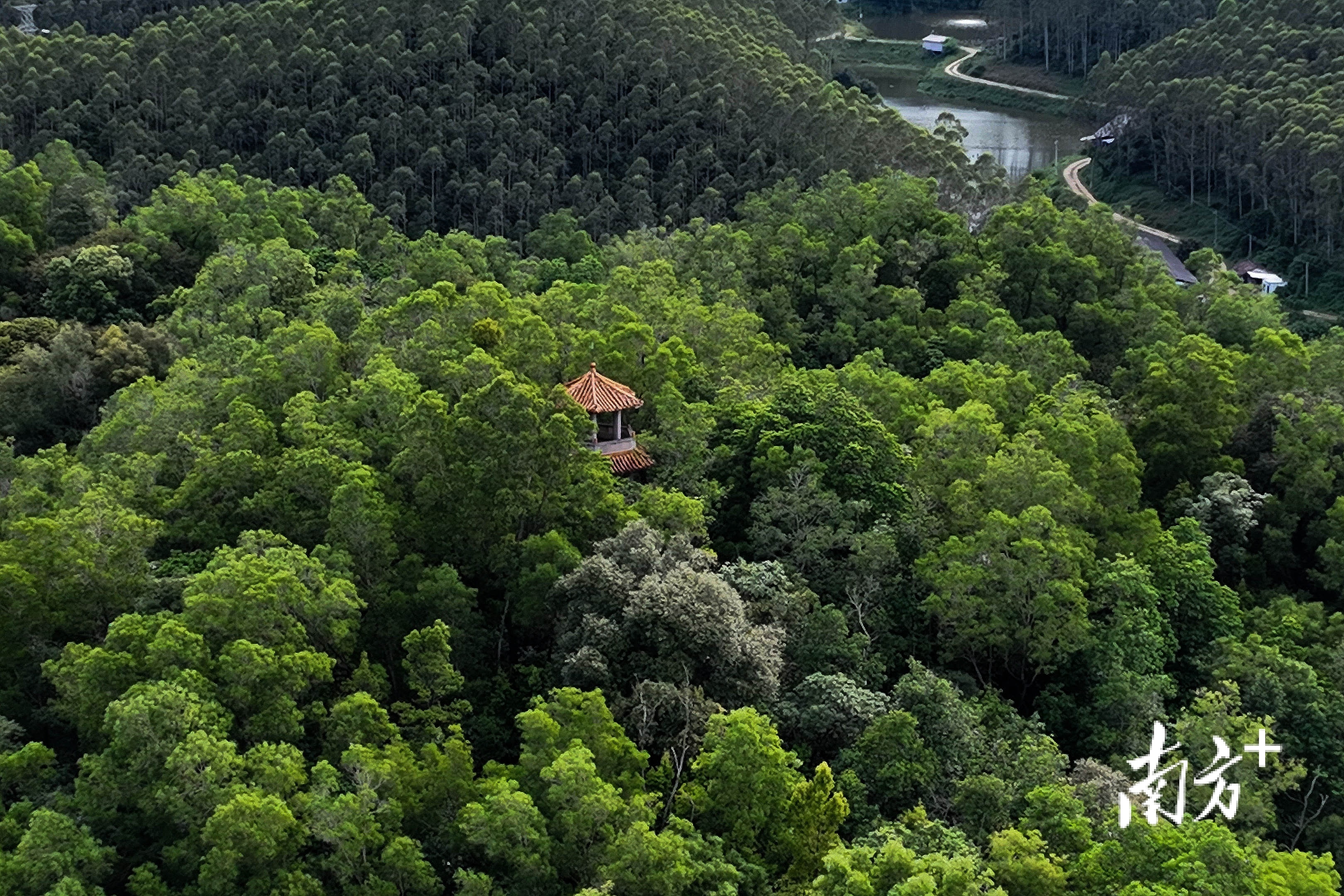 加盖后的鹤林亭也已隐没在林中