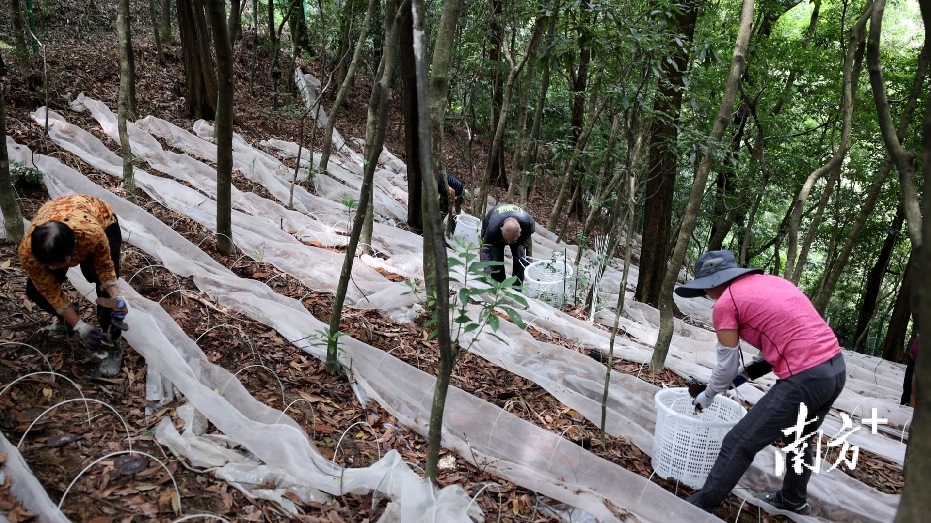 工作人员收获灵芝