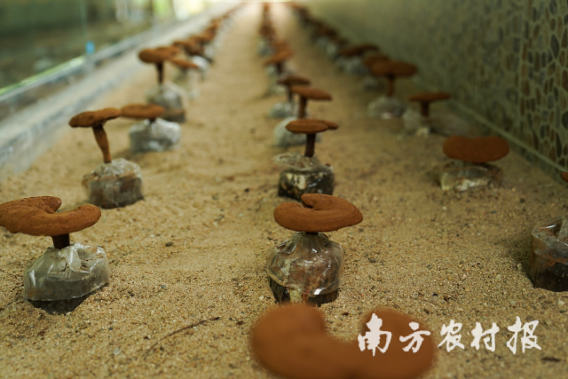 韶关仁化县大桥镇五马寨生态园培育的灵芝。 