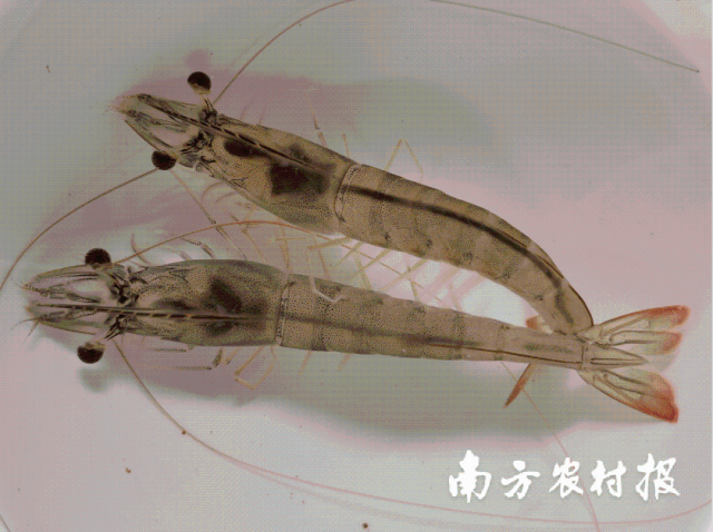 “兴海1号”种虾