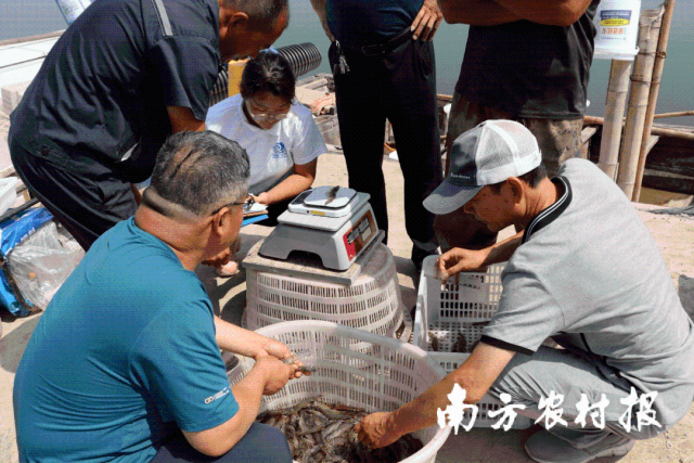 “兴海1号”在华北地区进行的养殖测产