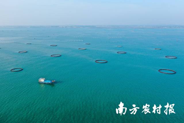 湛江海域生态优越。谢镇伟供图