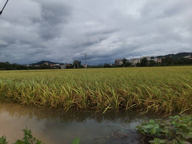 被淹的水稻田。茂名。