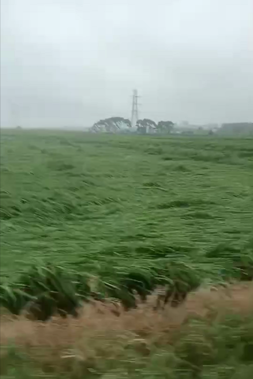 雷州市松竹镇塘仔村落稻田爆发倒伏，距离收割尚有十来天。