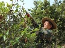 “百千万工程”赋能，广东县域振兴活力迸发