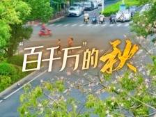 惊艳！异木棉绚丽绽放，河源市区街头迎来粉色浪漫