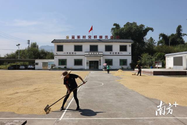 韶关市乳源瑶族自治县桂头镇莫家村,村民在村委会门前晒稻谷.