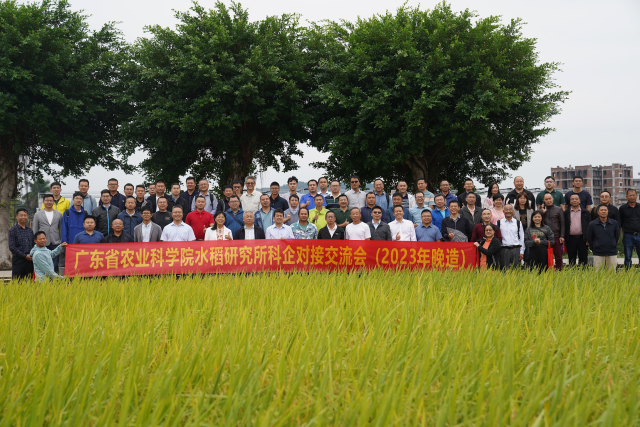 新品种亮相！广东省农作物现代种业产业园晚稻现场观摩会召开